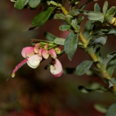 Grevillea baueri subsp. baueri (Bauer's Grevillea) at Wingecarribee Local Government Area - 27 Aug 2019 by Boobook38