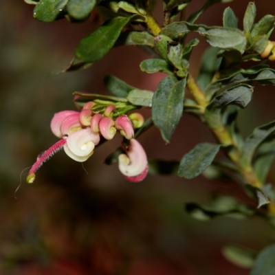 Grevillea baueri subsp. baueri (Bauer's Grevillea) at Bundanoon - 27 Aug 2019 by Boobook38