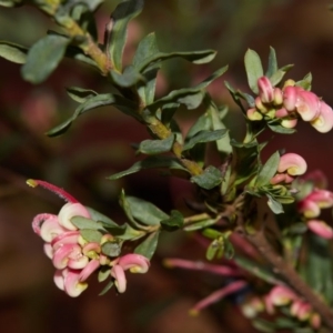 Grevillea baueri subsp. baueri at Bundanoon, NSW - 27 Aug 2019