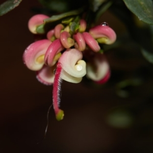 Grevillea baueri subsp. baueri at Bundanoon, NSW - 27 Aug 2019 12:38 PM