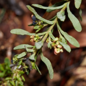 Grevillea baueri subsp. baueri at Bundanoon, NSW - 27 Aug 2019