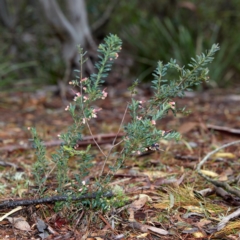 Grevillea baueri subsp. baueri at Bundanoon, NSW - 27 Aug 2019