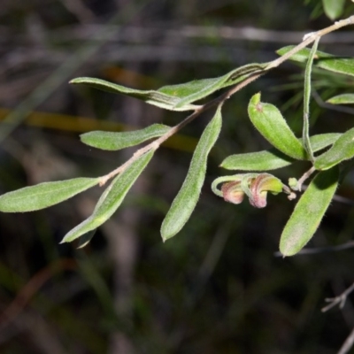 Grevillea arenaria at Wingecarribee Local Government Area - 15 Aug 2019 by Boobook38