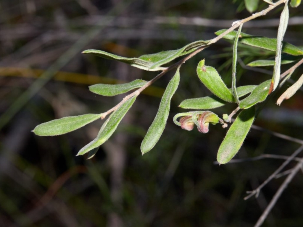 Grevillea arenaria at Bundanoon, NSW - 15 Aug 2019
