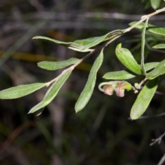 Grevillea arenaria at Bundanoon, NSW - 15 Aug 2019 by Boobook38