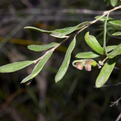Grevillea arenaria at Morton National Park - 15 Aug 2019 by Boobook38