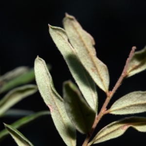 Grevillea arenaria at Bundanoon, NSW - 15 Aug 2019 04:15 PM