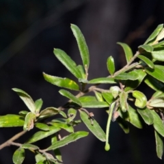 Grevillea arenaria at Bundanoon, NSW - 15 Aug 2019 04:15 PM