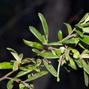 Grevillea arenaria at Bundanoon, NSW - 15 Aug 2019