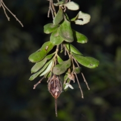 Grevillea arenaria at Bundanoon, NSW - 15 Aug 2019 04:15 PM