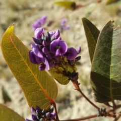 Hardenbergia violacea (False Sarsaparilla) at Isaacs, ACT - 27 Aug 2019 by Mike