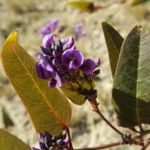 Hardenbergia violacea at Isaacs, ACT - 27 Aug 2019