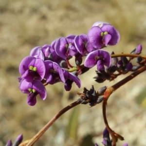 Hardenbergia violacea at Isaacs, ACT - 27 Aug 2019