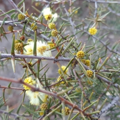 Acacia ulicifolia (Prickly Moses) at Jerrabomberra, ACT - 27 Aug 2019 by Mike