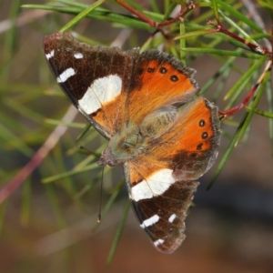 Vanessa itea at Acton, ACT - 26 Aug 2019