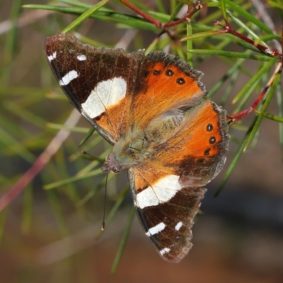 Vanessa itea (Yellow Admiral) at Acton, ACT - 26 Aug 2019 by TimL