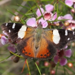 Vanessa itea at Acton, ACT - 26 Aug 2019 01:46 PM