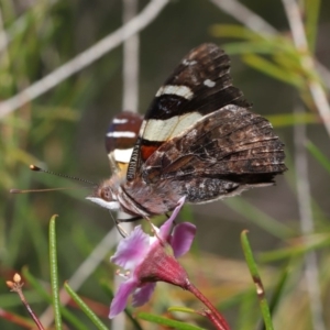 Vanessa itea at Acton, ACT - 26 Aug 2019 01:46 PM