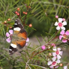 Vanessa itea at Acton, ACT - 26 Aug 2019