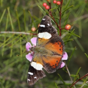 Vanessa itea at Acton, ACT - 26 Aug 2019