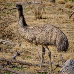 Dromaius novaehollandiae at Stromlo, ACT - 17 Aug 2019 02:03 PM