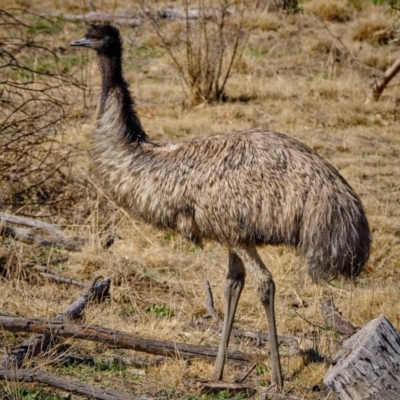Dromaius novaehollandiae (Emu) at Cotter Reserve - 17 Aug 2019 by JimboSlice56