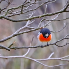 Petroica boodang (Scarlet Robin) at Stony Creek - 3 Aug 2019 by JimboSlice56