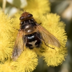 Microtropesa sp. (genus) (Tachinid fly) at Higgins, ACT - 27 Aug 2019 by AlisonMilton