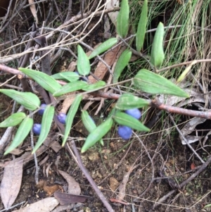 Drymophila cyanocarpa at Cotter River, ACT - 27 Aug 2019