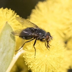 Calliphora vicina at Higgins, ACT - 27 Aug 2019 04:19 PM