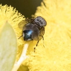 Calliphora vicina at Higgins, ACT - 27 Aug 2019 04:19 PM