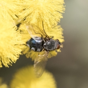 Calliphora vicina at Higgins, ACT - 27 Aug 2019 04:19 PM