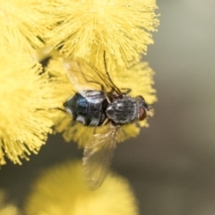 Calliphora vicina at Higgins, ACT - 27 Aug 2019