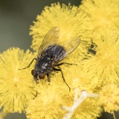 Calliphora vicina at Higgins, ACT - 27 Aug 2019 04:19 PM