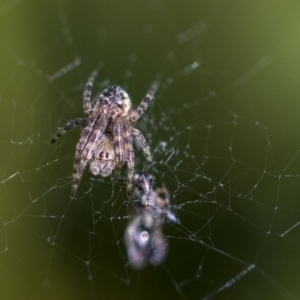 Araneinae (subfamily) at Higgins, ACT - 27 Aug 2019 03:54 PM