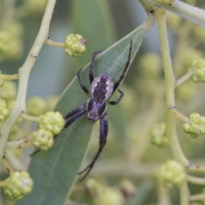 Araneinae (subfamily) at Higgins, ACT - 27 Aug 2019