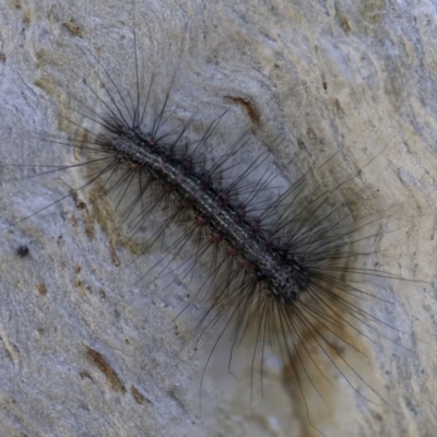 Anestia (genus) (A tiger moth) at Callum Brae - 25 Aug 2019 by rawshorty