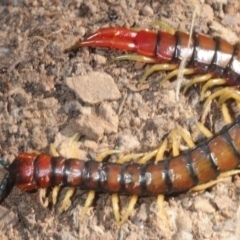 Cormocephalus aurantiipes (Orange-legged Centipede) at Gungaderra Grasslands - 23 Aug 2019 by Harrisi