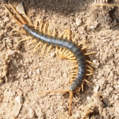Ethmostigmus rubripes (Giant centipede) at Gungaderra Grasslands - 23 Aug 2019 by Harrisi