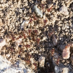 Monomorium sp. (genus) at Higgins, ACT - 27 Aug 2019