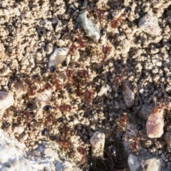 Monomorium sp. (genus) (A Monomorium ant) at Higgins, ACT - 27 Aug 2019 by AlisonMilton