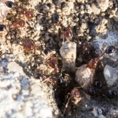 Monomorium sp. (genus) at Higgins, ACT - 27 Aug 2019