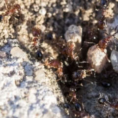 Monomorium sp. (genus) at Higgins, ACT - 27 Aug 2019