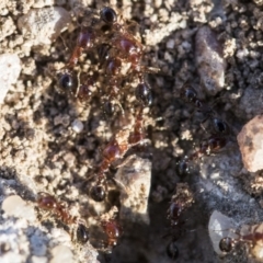 Monomorium sp. (genus) at Higgins, ACT - 27 Aug 2019