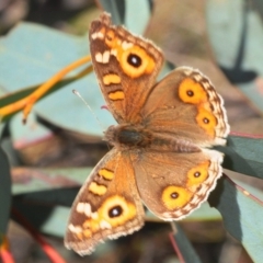 Junonia villida (Meadow Argus) at Crace, ACT - 23 Aug 2019 by Harrisi
