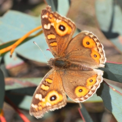 Junonia villida (Meadow Argus) at Gungaderra Grasslands - 23 Aug 2019 by Harrisi