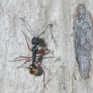 Camponotus suffusus at Crace, ACT - 23 Aug 2019