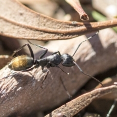Camponotus aeneopilosus (A Golden-tailed sugar ant) at Higgins, ACT - 27 Aug 2019 by AlisonMilton