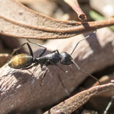 Camponotus aeneopilosus (A Golden-tailed sugar ant) at Higgins, ACT - 27 Aug 2019 by AlisonMilton