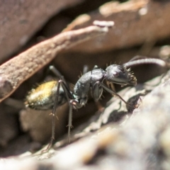 Camponotus aeneopilosus at Higgins, ACT - 27 Aug 2019